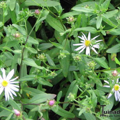 Aster pyrenaeus 'Lutetia'