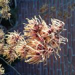 Hamamelis x intermedia 'Aurora' - 