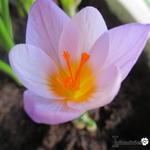 Crocus sieberi ssp. Atticus - 