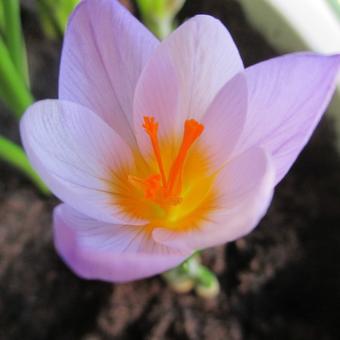 Crocus sieberi ssp. Atticus