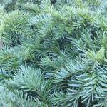 Taxus baccata 'Repandens' - 