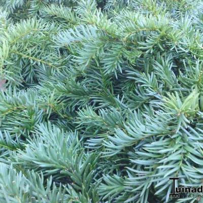 Taxus baccata 'Repandens'