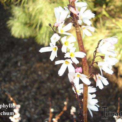 Abeliophyllum distichum - Schneeforsythie - Abeliophyllum distichum