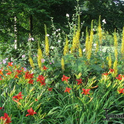 Ligularia przewalskii ‘Dragon’s Breath’ - 