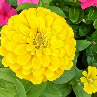 Zinnia