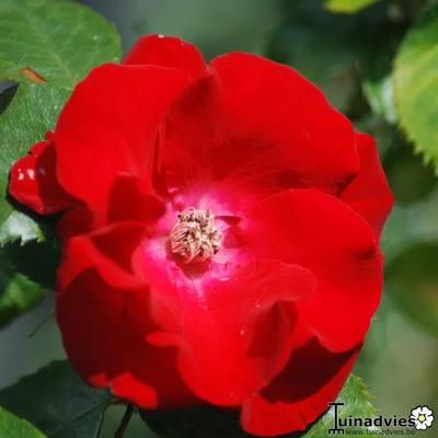 Rosa 'Parkdirektor Riggers' - 