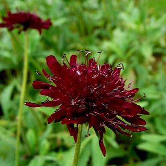 Scabiosa atropurpurea 'Black Knight'