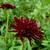 Scabiosa atropurpurea 'Black Knight'