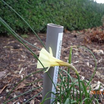 Narcissus bulbocodium