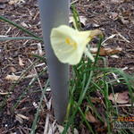 Narcissus bulbocodium - Reifrock-Narzisse