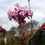 Viburnum x bodnantense 'Charles Lamont'