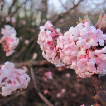 Viburnum x bodnantense 'Charles Lamont'