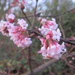 Viburnum x bodnantense 'Charles Lamont'