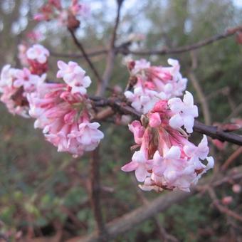 Viburnum x bodnantense 'Charles Lamont'