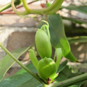 Clematis armandii 'Snowdrift'