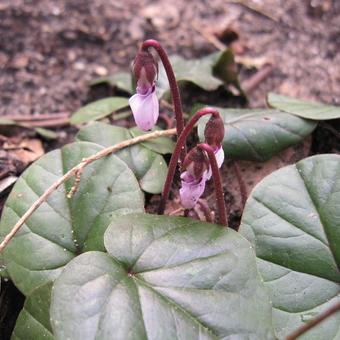 Cyclamen coum