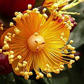 Hypericum x inodorum 'MAGICAL Beauty'