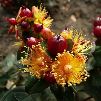 Hypericum x inodorum 'MAGICAL Beauty'