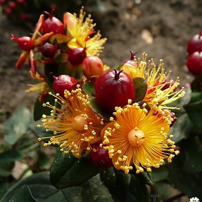 Hypericum x inodorum 'MAGICAL Beauty' - 