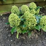 Skimmia japonica 'White Dwarf' - 