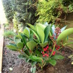 Skimmia japonica 'Obsession' - 