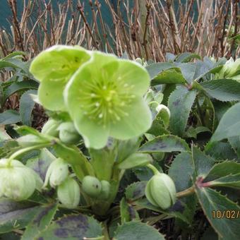 Helleborus argutifolius