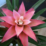 Guzmania - 