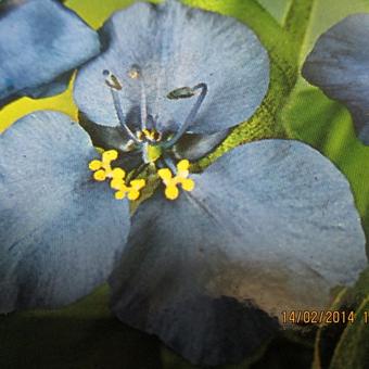 Commelina coelestis