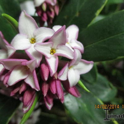 Daphne odora 'Aureomarginata' - 