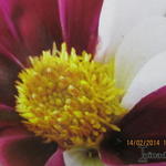 Dahlia ' Smarty' - Dahlia ' Smarty' - 