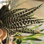 Haworthia fasciata - 