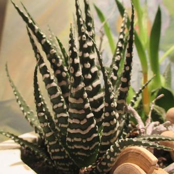 Haworthia fasciata