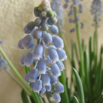 Muscari armeniacum