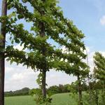 Tilia x europaea 'Pallida' - 