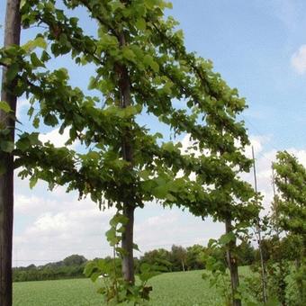 Tilia x europaea 'Pallida'