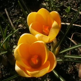 Crocus chrysanthus 'Dorothy'