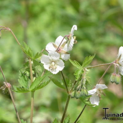 Geranium phaeum 'Album' - BEC DE GRUE  , GÉRANIUM LIVIDE - Geranium phaeum 'Album'