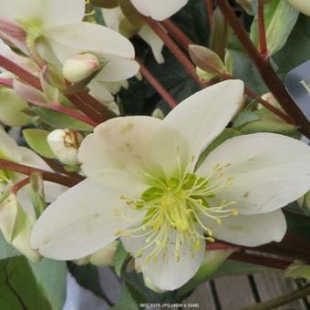 Helleborus x nigercors 'Candy Love'