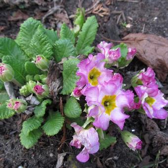 Primula vulgaris 'Suze'