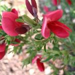 Cytisus scoparius 'Boskoop Ruby' - 