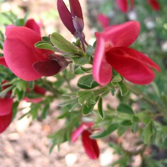 Cytisus scoparius 'Boskoop Ruby'