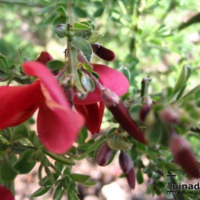 Cytisus scoparius 'Boskoop Ruby'