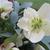 Helleborus x nigercors 'Candy Love'