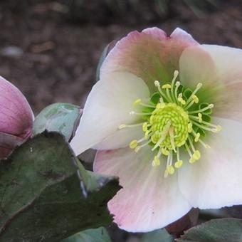 Helleborus x ericsmithii 'Pirouette'