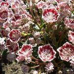 Kalmia latifolia 'Minuet' - 