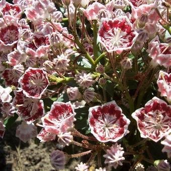 Kalmia latifolia 'Minuet'