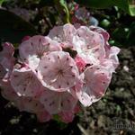 Kalmia latifolia 'Olympic Fire' - 