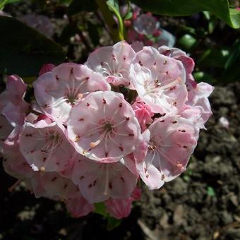 Kalmia latifolia 'Olympic Fire'