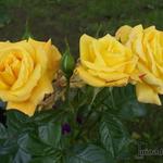 Rosa 'Arthur Bell' - 