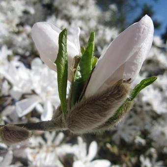 Magnolia stellata